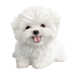maltese puppy laying isolated on transparent background cutout