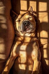 Cozy of  Adorable relaxed elderly dog Jack Russell terrier sleeping on the sofa in the sunbeam in Livingroom indoors