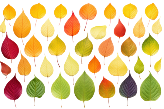 A vibrant collection of freshly picked apple tree leaves, arranged in a natural overlapping pattern. The leaves exhibit varying degrees of light penetration