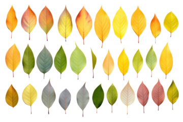 A vibrant collection of freshly picked apple tree leaves, arranged in a natural overlapping pattern. The leaves exhibit varying degrees of light penetration