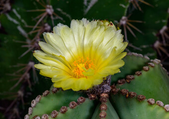 Astrophytum hybrid - a yellow flowered thornless cactus in a collection, Ukraine