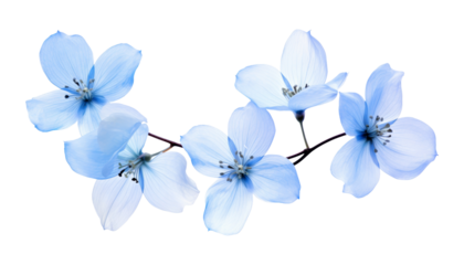 light blue flowers border isolated on transparent background cutout
