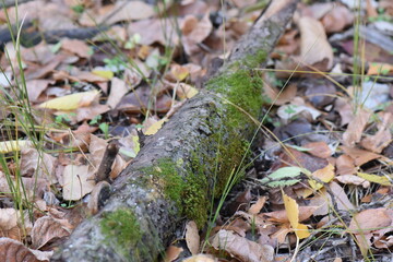Green moss on a dry log on the ground of autumn leaves 