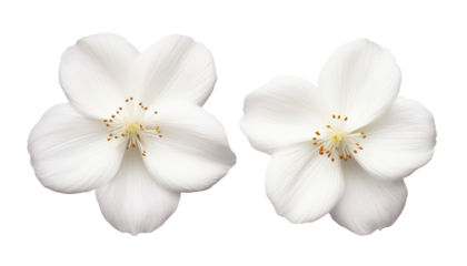 two white flower isolated on transparent background cutout