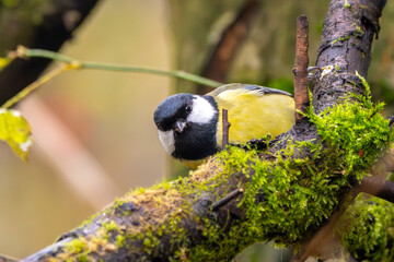 Kohlmeise im Herbst auf einem Ast / Vogel