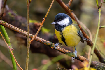 Kohlmeise im Herbst auf einem Ast / Vogel