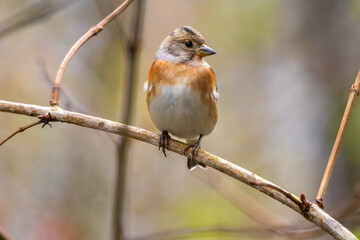 Bergfink oder Nordfink im Herbst