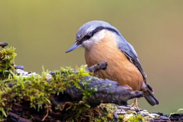KLeiber im Herbst auf einem Ast / Vogel