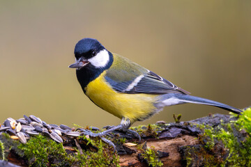 Kohlmeise im Herbst auf einem Ast / Vogel