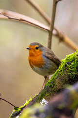 Obraz premium Rotkelchen im Herbst auf einem Ast / Vogel 
