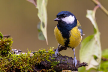 Kohlmeise im Herbst auf einem Ast / Vogel