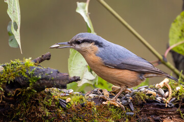 KLeiber im Herbst auf einem Ast / Vogel