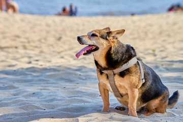 Adorable dog sitting on the sand on a beach. The dog is wearing a gray harness and has its tongue out due to the heat or after having been playing. Summer season