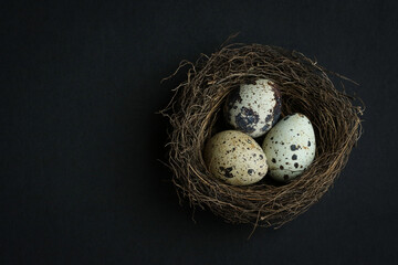 Three Quails Eggs in a natural birds nest isolated on a black background.