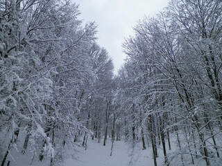 Snowy forest in Wiezyca Region. Kashubia Northern Poland.
