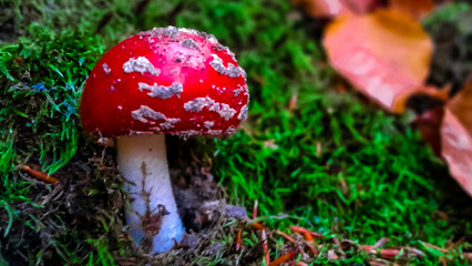 Close up of red toadstool.