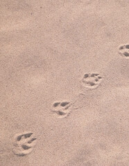 Fox paw prints on the sand. Nature background.
