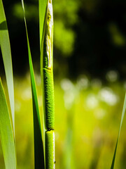 Close up of typha plant.