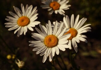 Obraz premium White chamomiles flowering in the garden. Close-up