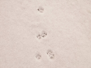 Cat paws footstep on fresh snow. Natural background.