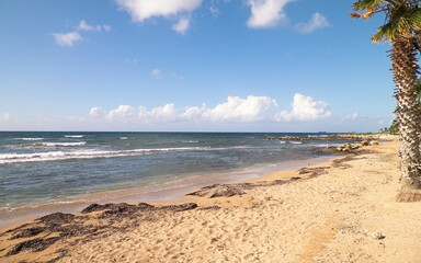Beach and palms on Mediterranean Sea coast. Cyprus