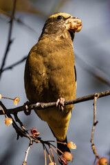 Evening grosbeak (Hesperiphona vespertina) eating berries in the sunlight