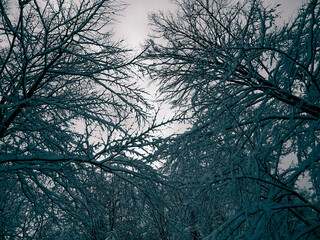 Branches covered with snow as natural background.