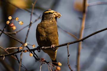 Evening grosbeak (Hesperiphona vespertina) eating berries in the sunlight