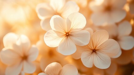 Naklejka premium Soft, warm light illuminates delicate creamy flowers.