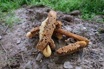 FU 2022-06-06 Bienencheck 74 Auf der Erde liegt wilde Bienenbrut