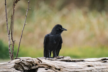 Raven standing on a tree branch