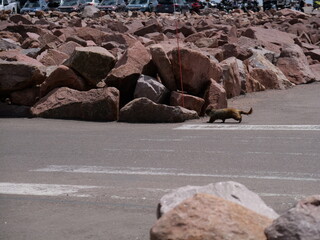 Pikes Peak - America's Mountain - Colorado Springs