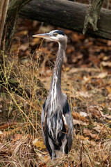 Great blue heron standing at a riverside with fall leaves