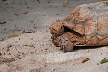 Big Turtles at the Zoo.