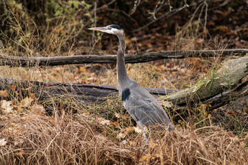 Great blue heron standing at a riverside with fall leaves
