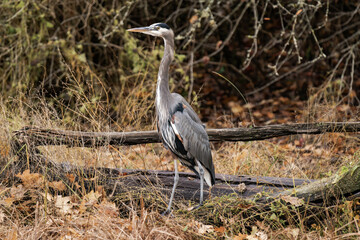 Great blue heron standing at a riverside with fall leaves