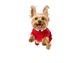 Full body shot of Yorkshire Terrier dog, running happily, smiling. Wearing Christmas costume.