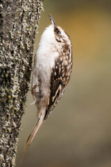 Brown creeper (Certhia americana), also known as the American treecreeper on a tree