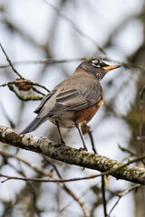 American robin (Turdus migratorius) close-up