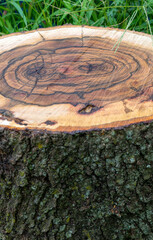 Oak tree stump with rings and bark