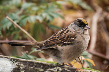 Golden-crowned sparrow (Zonotrichia atricapilla)