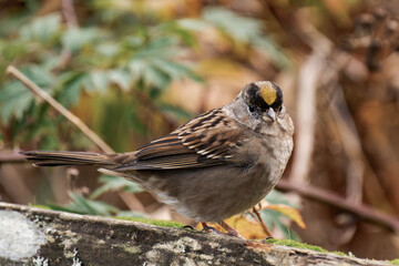 Golden-crowned sparrow (Zonotrichia atricapilla)