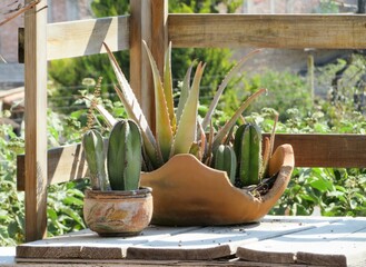 cactus in pots outside