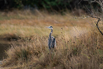 Great blue heron standing at a riverside
