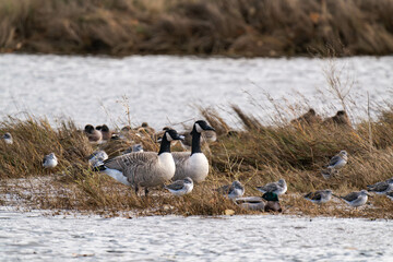 Large group of canada geese at a riverbank