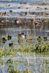 Large group of ducks swimming on a lake