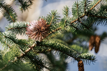 Frost damage on a pine in Surrey, British Columbia