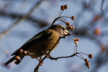 Evening grosbeak (Hesperiphona vespertina) eating berries in the sunlight