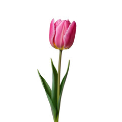 Single pink tulip isolated on white or transparent background