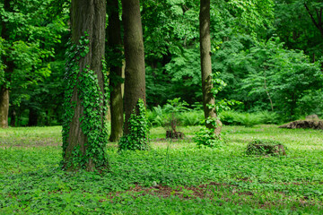 forest landscape greenery lawn summer ordinary day time trees and curly plants